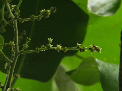 Semecarpus anacardium, photographed by Siddarth Machado