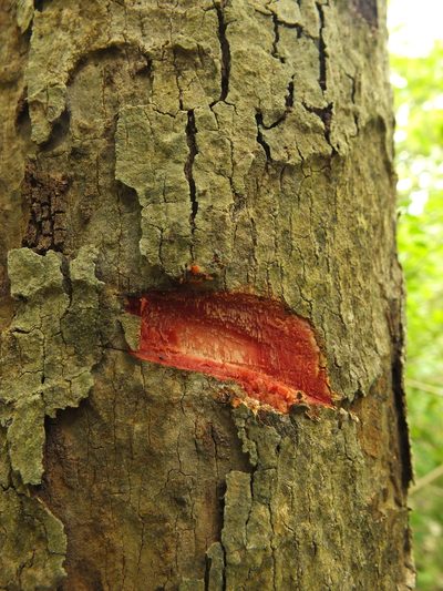 Semecarpus anacardium, photographed by Siddarth Machado