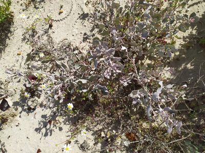 Atriplex barclayana, photographed by Daniela Gámez