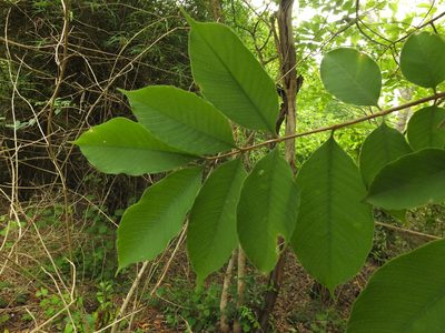 Wrightia arborea, photographed by Siddarth Machado