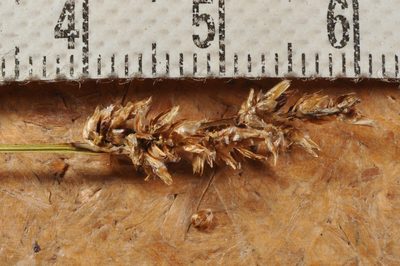 Carex diandra, photographed by Pieter Pelser