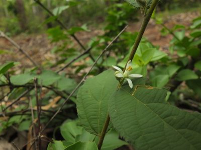 Grewia hirsuta, photographed by Siddarth Machado