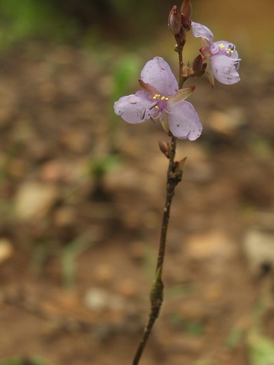 Murdannia edulis, photographed by Siddarth Machado