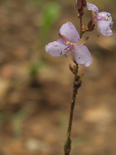 Murdannia edulis, photographed by Siddarth Machado