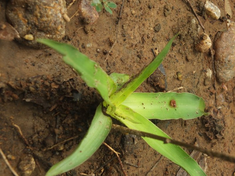 Murdannia edulis, photographed by Siddarth Machado