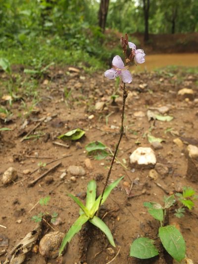 Murdannia edulis, photographed by Siddarth Machado