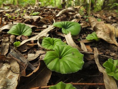 Nervilia simplex, photographed by Siddarth Machado