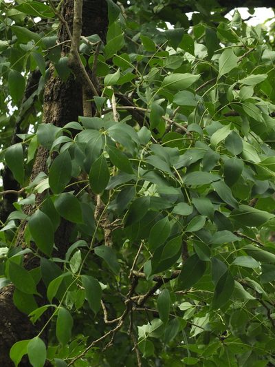 Schrebera swietenioides, photographed by Siddarth Machado