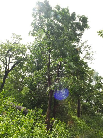 Schrebera swietenioides, photographed by Siddarth Machado