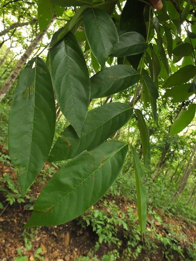 Xylia xylocarpa, photographed by Siddarth Machado