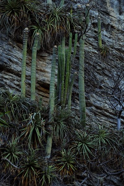 Cephalocereus apicicephalium, photographed by Daniel Pineda Vera