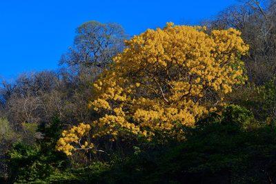 Roseodendron donnell-smithii, photographed by Daniel Pineda Vera