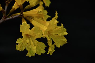 Handroanthus chrysanthus, photographed by Daniel Pineda Vera