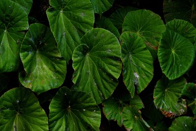 Begonia nelumbiifolia, photographed by Daniel Pineda Vera