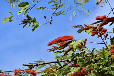 Combretum fruticosum, photographed by Daniel Pineda Vera