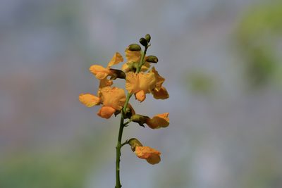 Pterocarpus acapulcensis, photographed by Daniel Pineda Vera