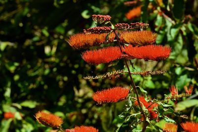 Combretum fruticosum, photographed by Daniel Pineda Vera