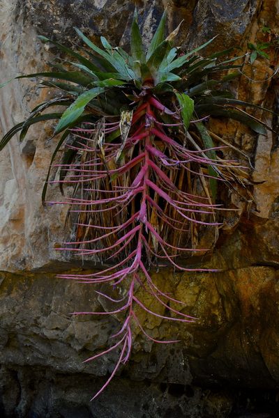 Tillandsia juerg-rutschmannii, photographed by Daniel Pineda Vera