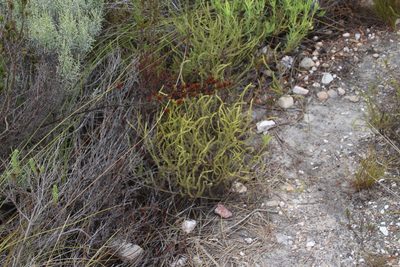 Stoebe glandulosa, photographed by Tony Rebelo