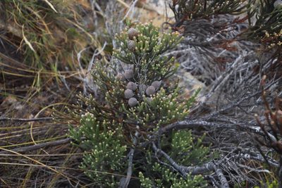 Brunia neglecta, photographed by Tony Rebelo