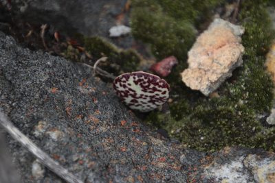 Adromischus hemisphaericus, photographed by Tony Rebelo