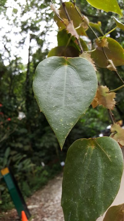 Passiflora guatemalensis, photographed by Leonardo O. Alvarado Cárdenas