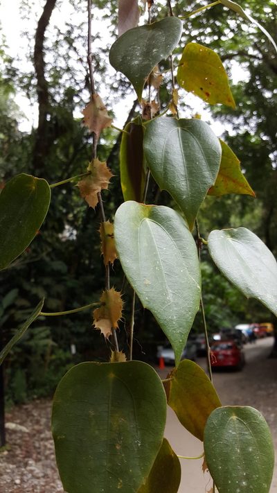 Passiflora guatemalensis, photographed by Leonardo O. Alvarado Cárdenas