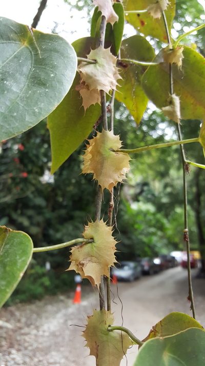 Passiflora guatemalensis, photographed by Leonardo O. Alvarado Cárdenas