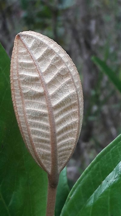Miconia fallax, photographed by Douglas