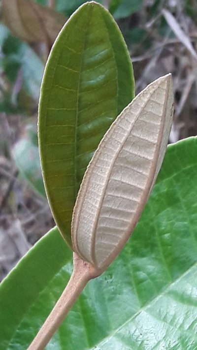 Miconia fallax, photographed by Douglas