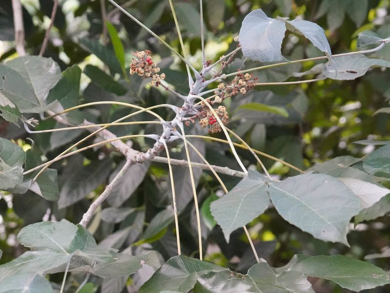 Macaranga hypoleuca, photographed by Cheongweei Gan