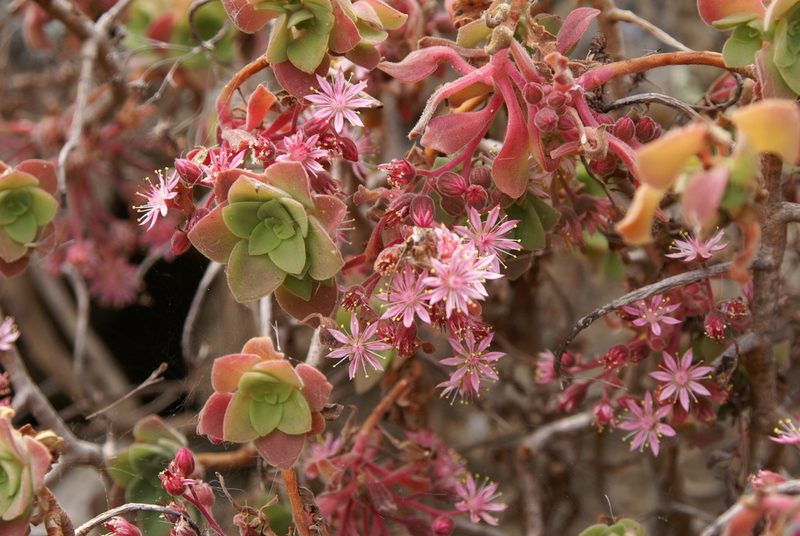 Aeonium goochiae, photographed by Ina Siebert