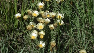 Helichrysum herbaceum, photographed by Shaun Swanepoel
