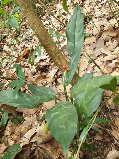 Aglaonema commutatum, photographed by Cheongweei Gan