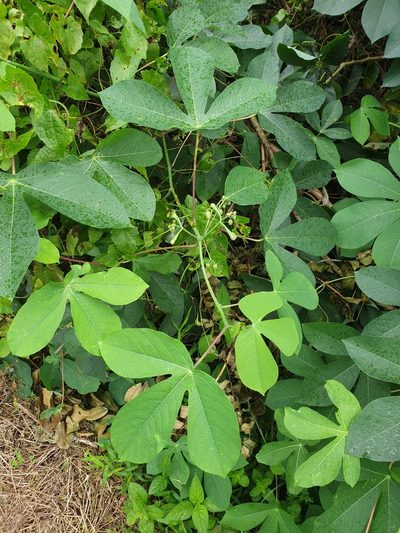 Manihot carthagenensis, photographed by Cheongweei Gan