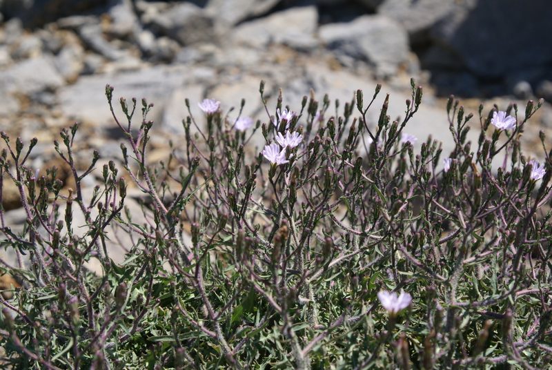 Lactuca palmensis, photographed by Ina Siebert