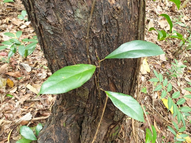 Ficus apiocarpa, photographed by Cheongweei Gan