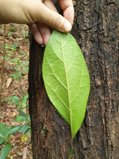 Ficus apiocarpa, photographed by Cheongweei Gan