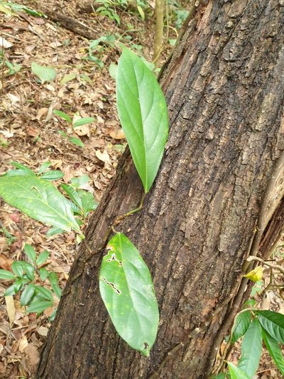 Ficus apiocarpa, photographed by Cheongweei Gan