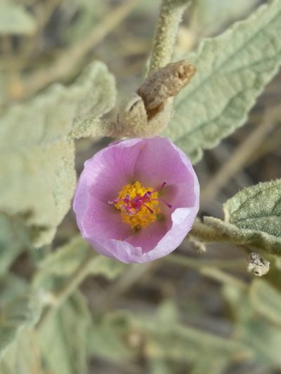 Sphaeralcea emoryi, photographed by Bob Miller