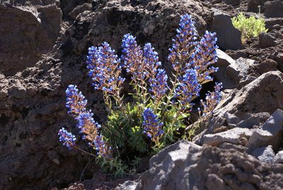Echium thyrsiflorum, photographed by Ina Siebert