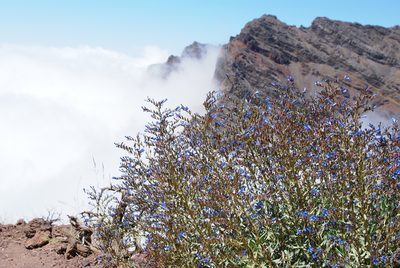 Echium thyrsiflorum, photographed by Ina Siebert