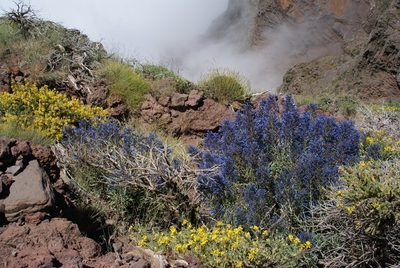 Echium thyrsiflorum, photographed by Ina Siebert