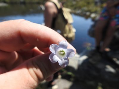 Roella squarrosa, photographed by Matthew Fainman
