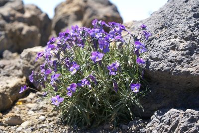 Viola palmensis, photographed by Ina Siebert