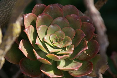 Aeonium davidbramwellii, photographed by Ina Siebert