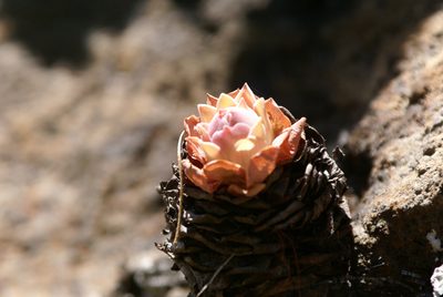 Aeonium diplocyclum, photographed by Ina Siebert