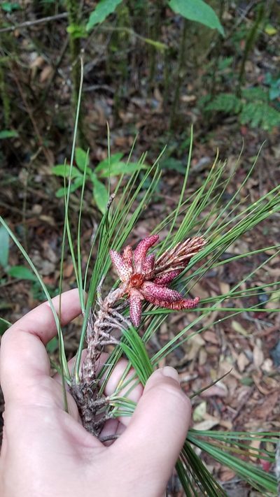 Pinus occidentalis, photographed by Yolanda M. Leon