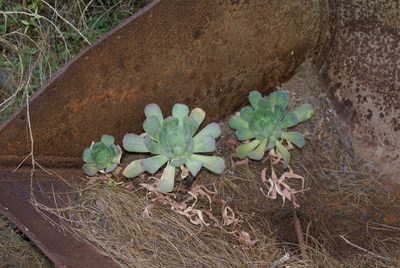 Aeonium davidbramwellii, photographed by Ina Siebert