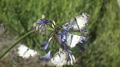Agapanthus campanulatus, photographed by Shaun Swanepoel